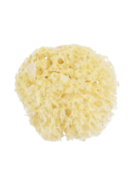 Natural Sea Sponge Honeycomb Sponge